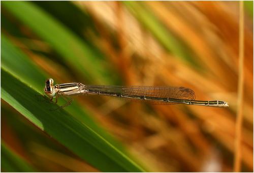 Africallagma glaucum