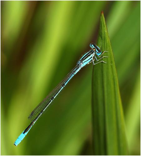 Africallagma glaucum