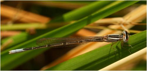Africallagma glaucum