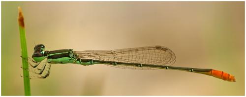 Agriocnemis femina