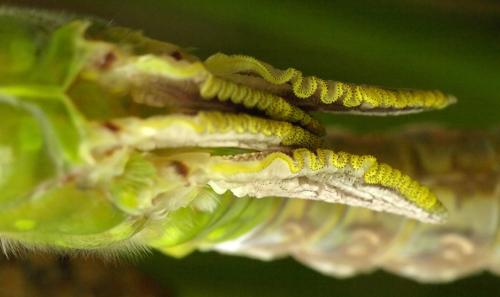 Anax imperator