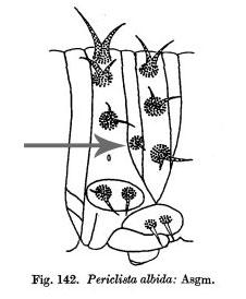 Periclista albida