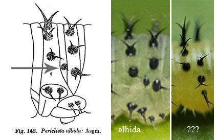Periclista divers