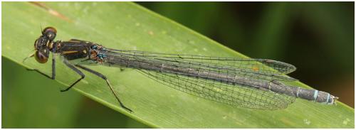 Réf. 196 244 : Erythromma najas
