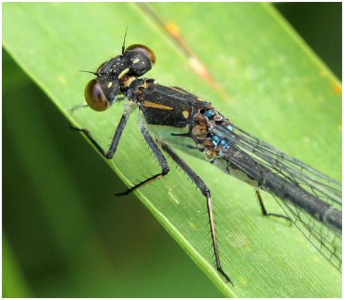 Erythromma najas