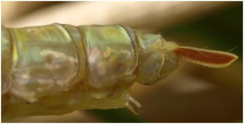 Anax imperator