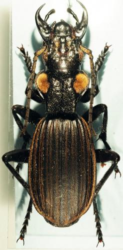 Anthia lunae martensi