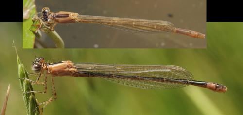 Ischnura elegans