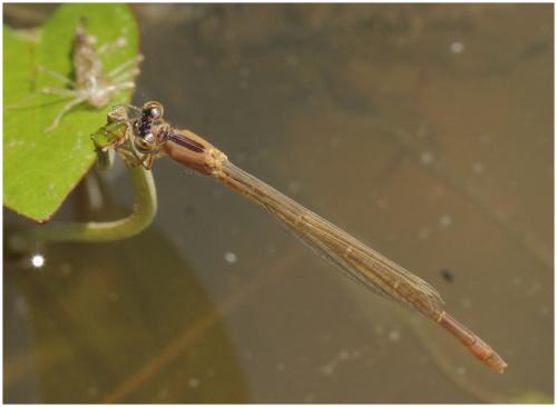 Ischnura elegans