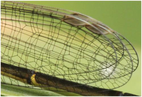 Ischnura elegans