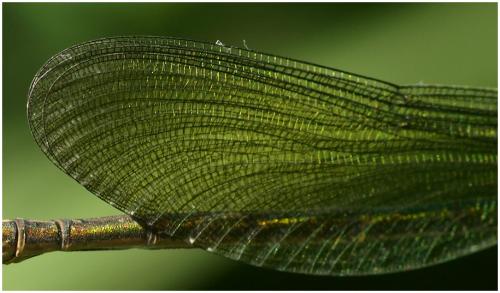 Calopteryx sp.