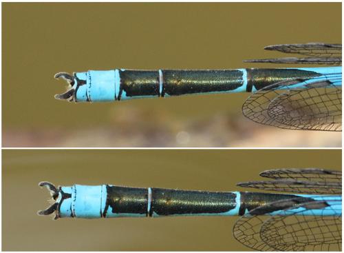 Erythromma lindenii