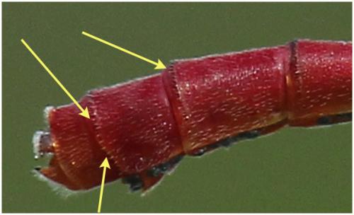 Ceriagrion tenellum