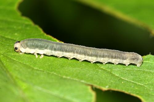 Réf. 196 550 : Macrophya alboannulata