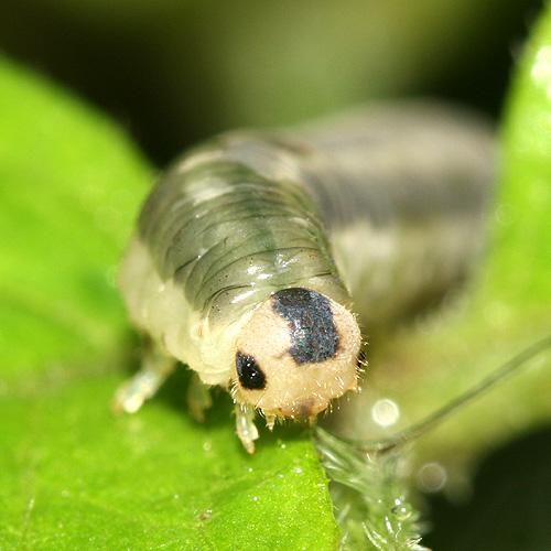 Réf. 196 551 : Macrophya alboannulata