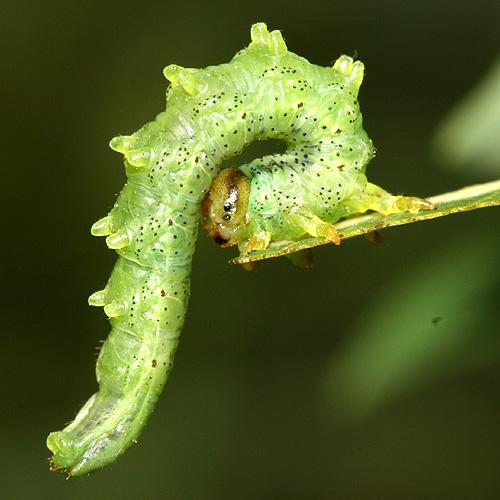 Réf. 196 558 : Euura caeruleocarpa