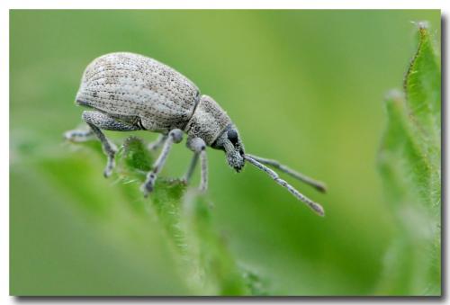Réf. 196 715 : Peritelus sphaeroides