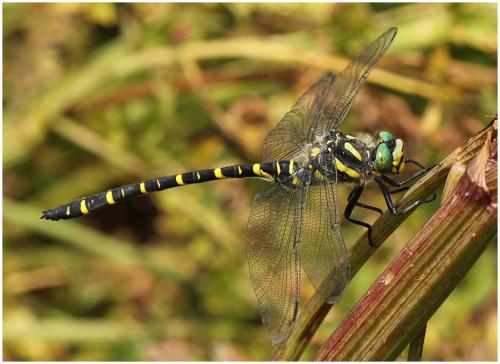 Cordulegaster boltonii