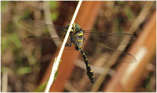 Cordulegaster boltonii