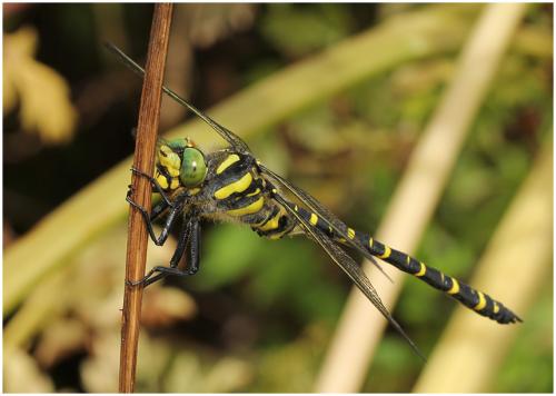 Cordulegaster boltonii