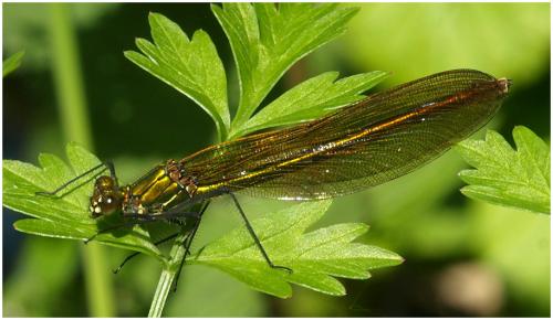Calopteryx splendens