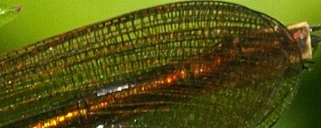 Calopteryx splendens
