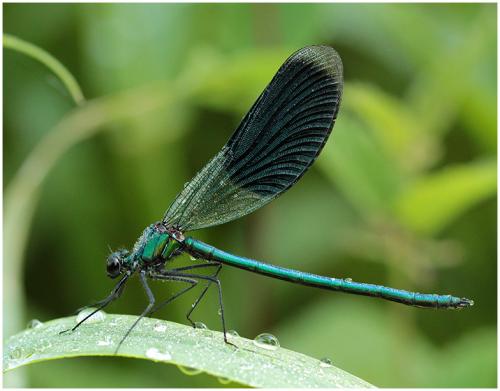 Calopteryx splendens