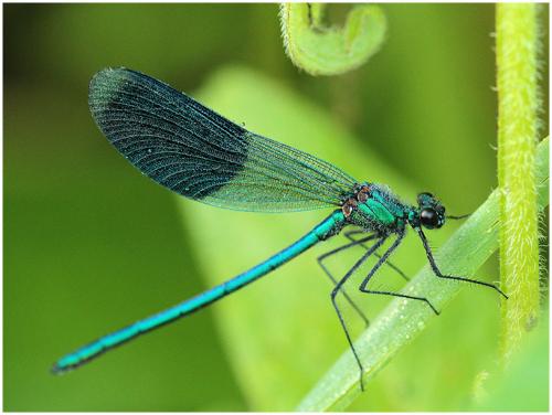 Calopteryx splendens
