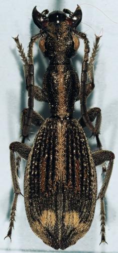 Réf. 196 373 : Cypholoba tenuicollis