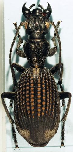 Cypholoba bihamata