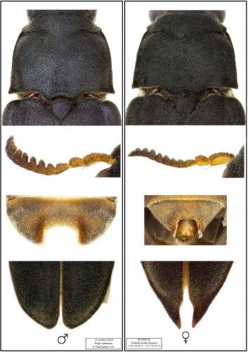 Réf. 196 897 : Potamodytes sp.