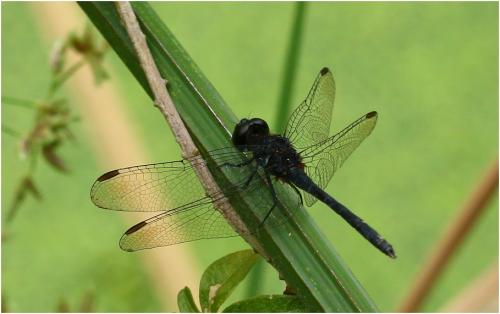 Diplacodes lefebrvii