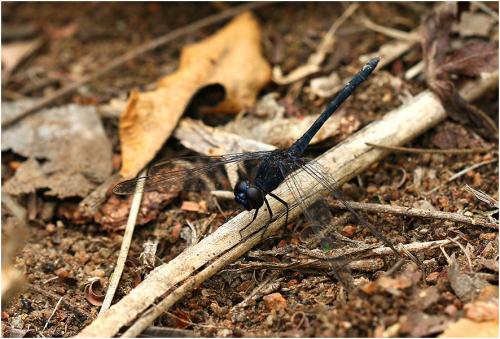 Diplacodes lefebrvii