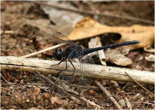 Diplacodes lefebrvii