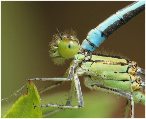 Erythromma lindenii