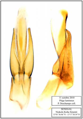 Réf. 196 895 : Potamodytes overlaeti