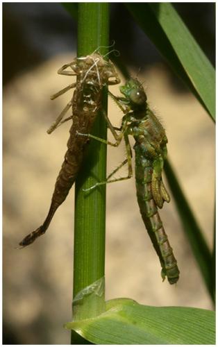 Erythromma lindenii