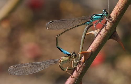 Ischnura elegans
