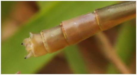 Ischnura elegans