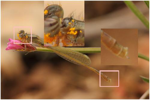 Ischnura elegans