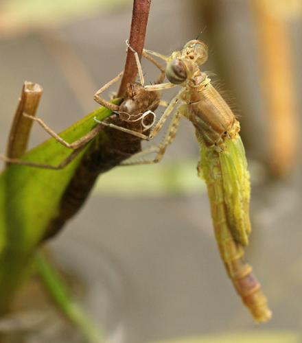 Ischnura elegans