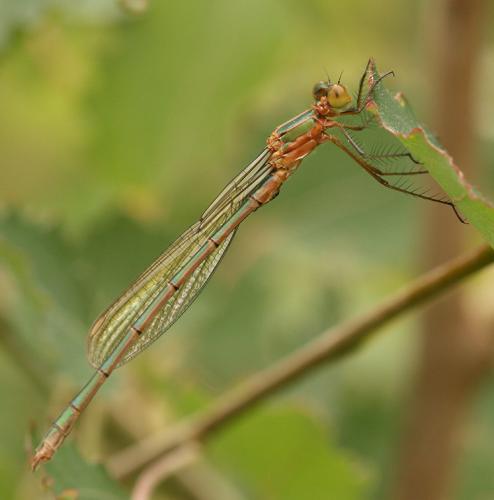 Lestes sponsa