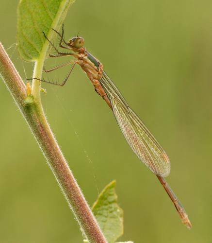 Lestes sponsa