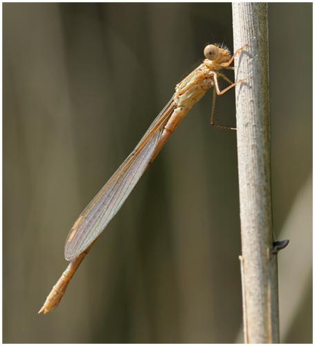Réf. 196 392 : Sympecma fusca