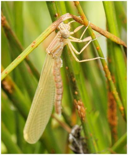 Platycnemis pennipes