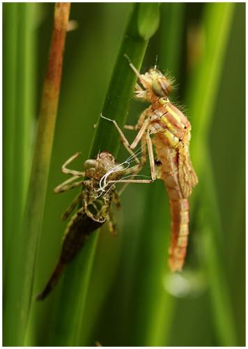 Pyrrhosoma nymphula