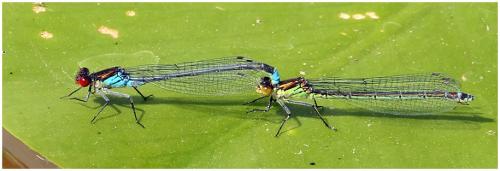 Erythromma najas