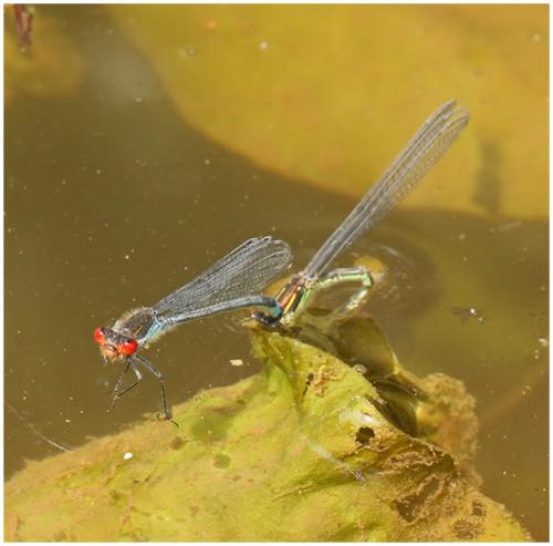 Réf. 196 458 : Erythromma najas