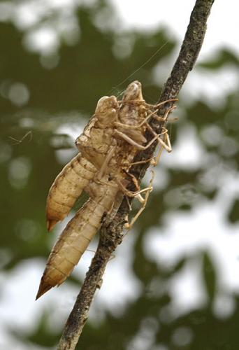 Anax imperator