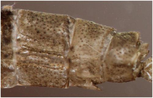 Erythromma najas